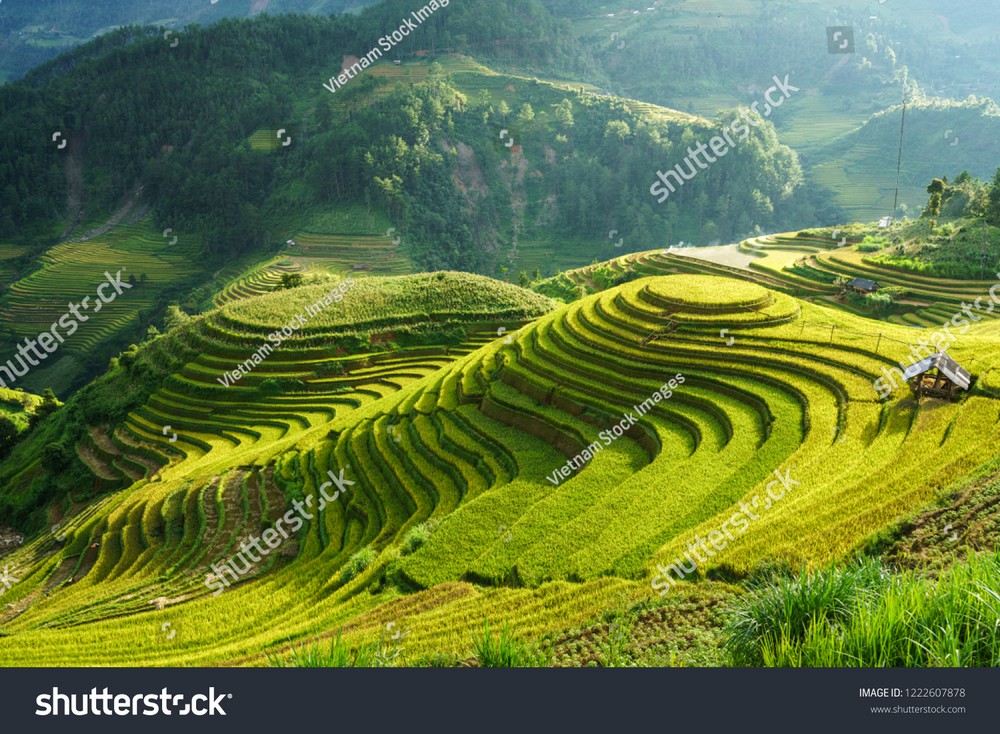 Ruộng bậc thang Tây Bắc MRBT-031